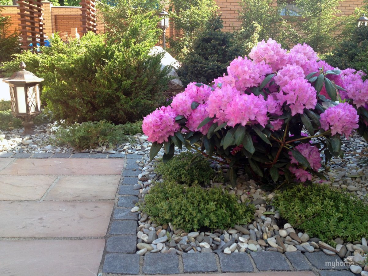 Можжевельник и рододендрон гортензия