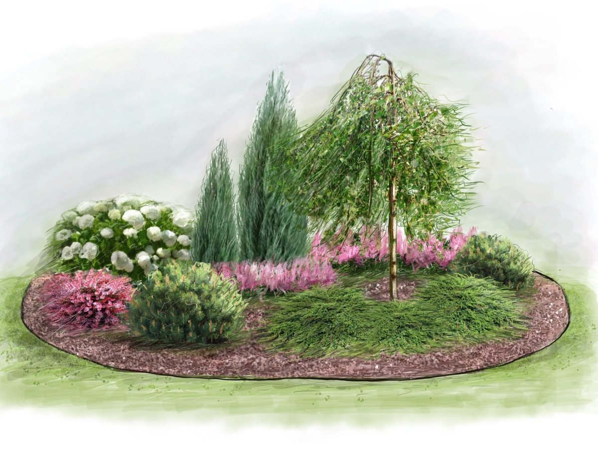 Сосна Пумилио Горная миксбордер