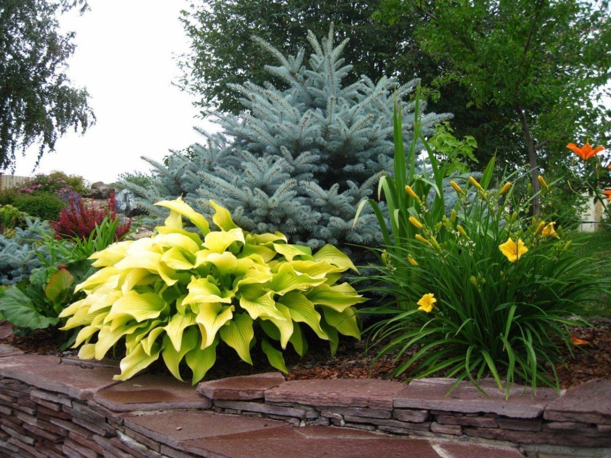 Хоста с хвойниками