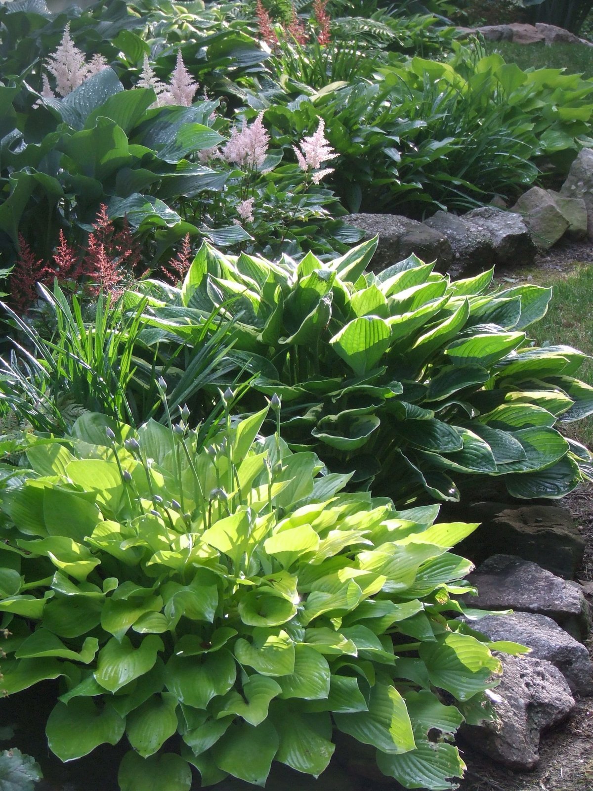 Астильба и Хоста