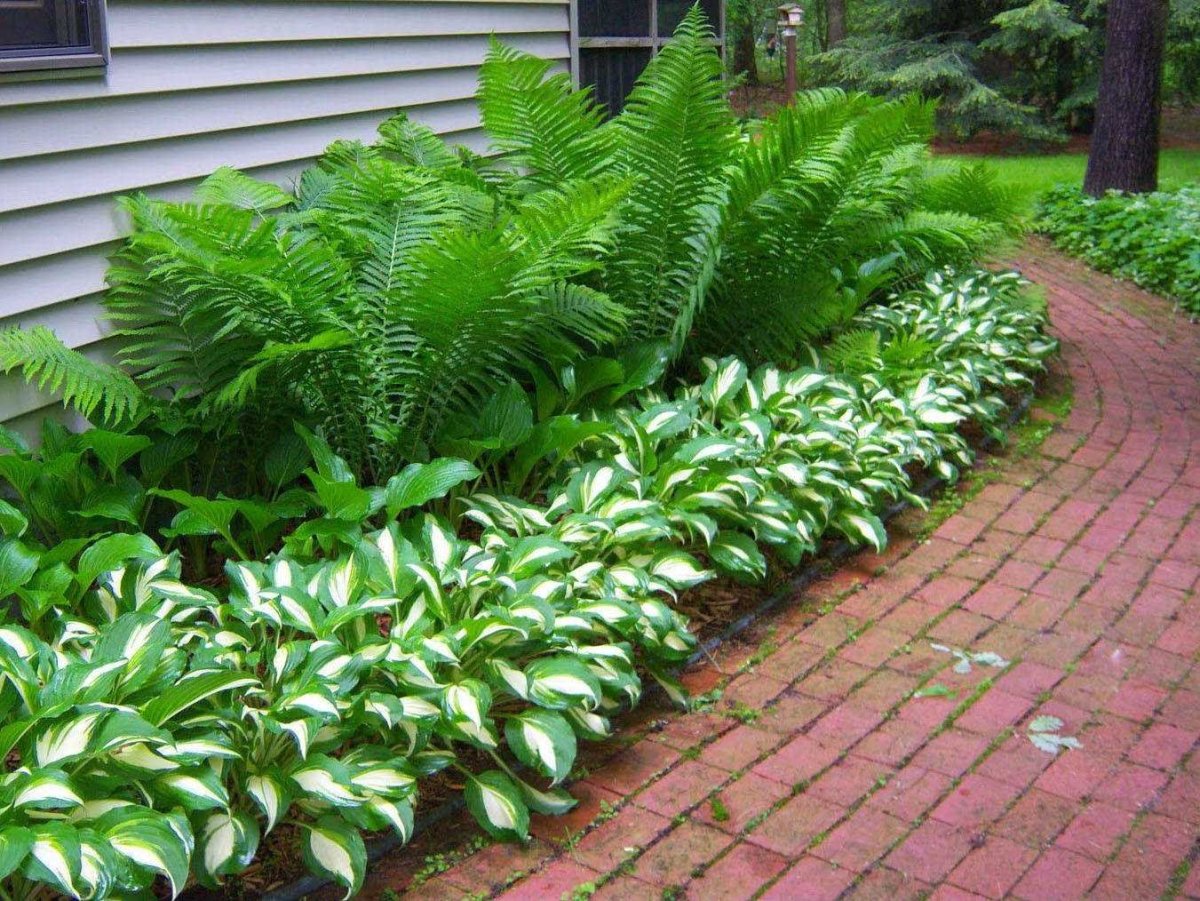 Папоротник садовый страусник