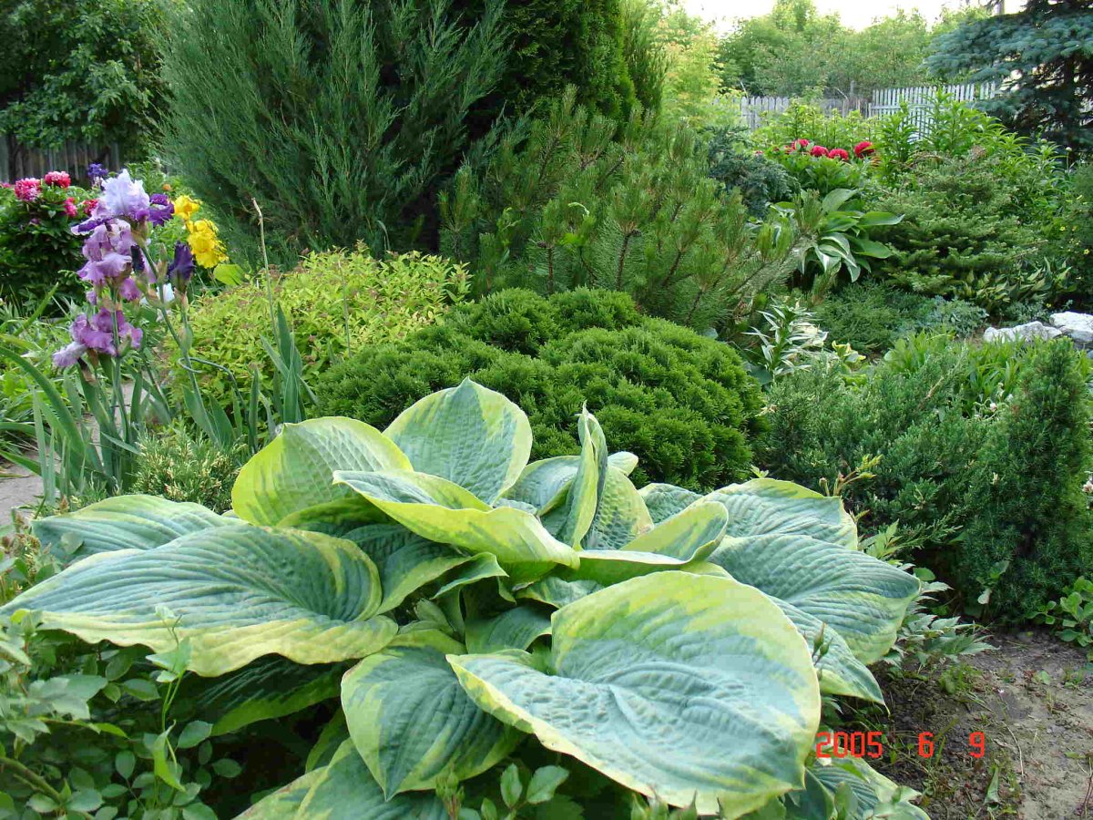 Хоста с хвойниками