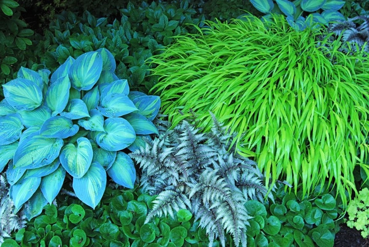 Хоста папоротник туя