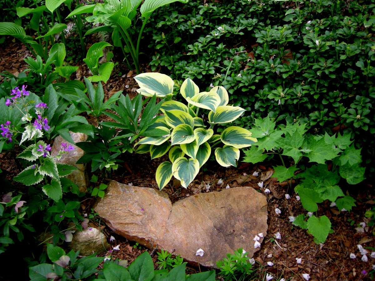 Хоста Альпийская Нана