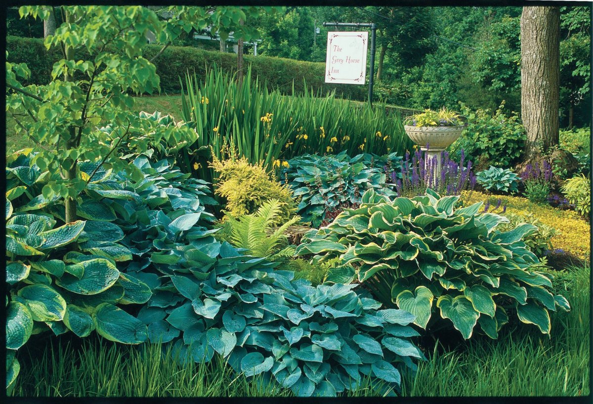 Хосты в ландшафте