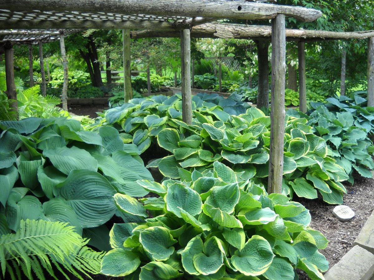 Хоста (Hosta Amazone )Амазон