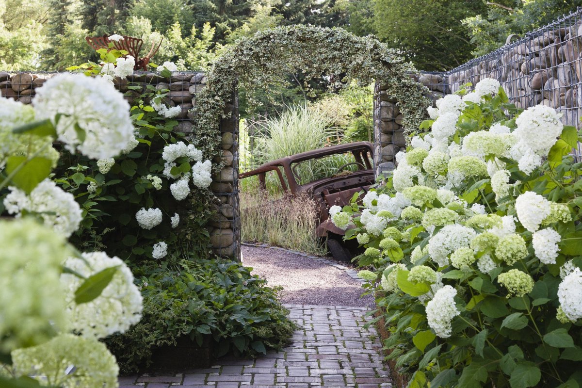 Гортензия метельчатая Skyfall