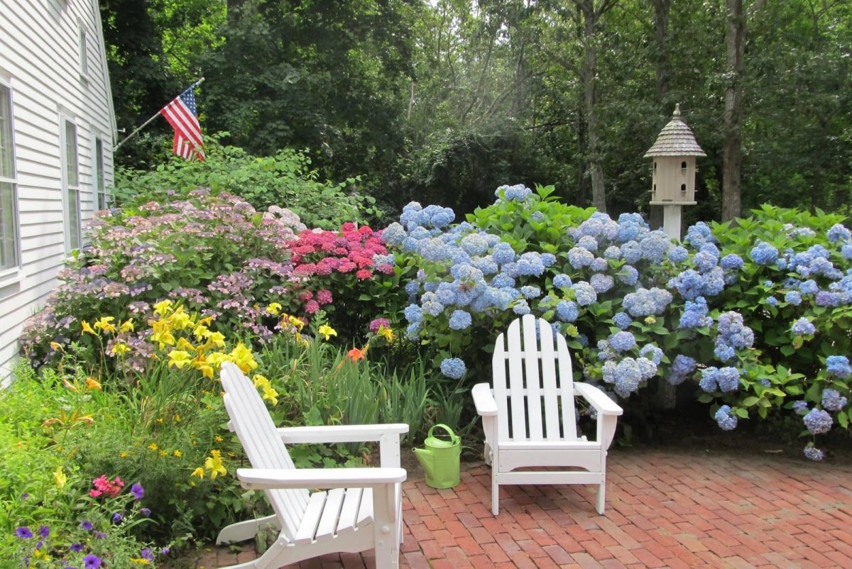 Гортензия Лаймлайт изгородь
