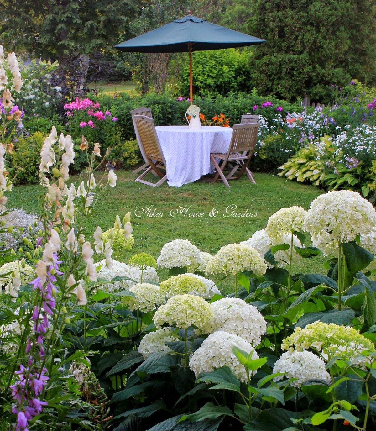 Гортензия сирень миксбордер