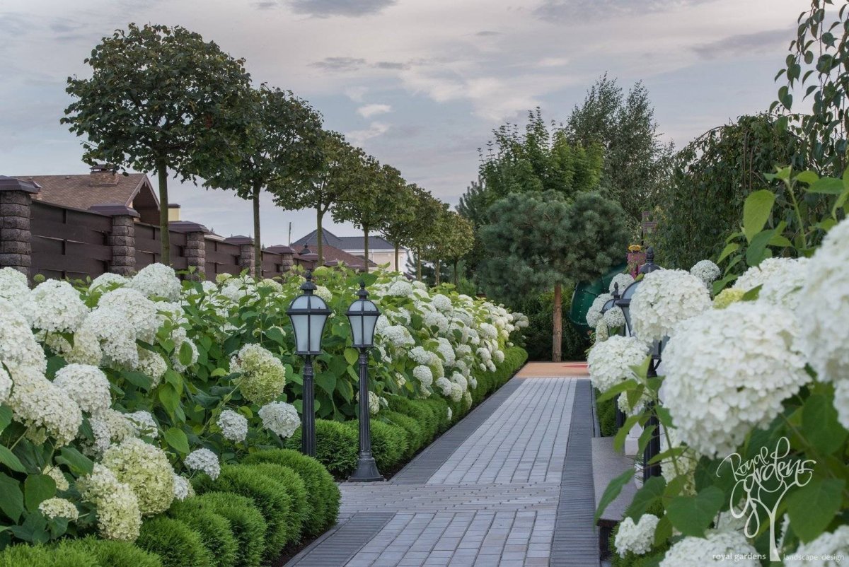 Гортензия Лаймлайт изгородь