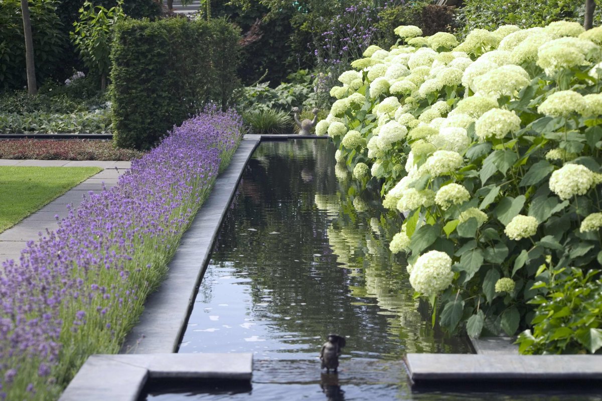 Гортензия метельчатая в бордюре