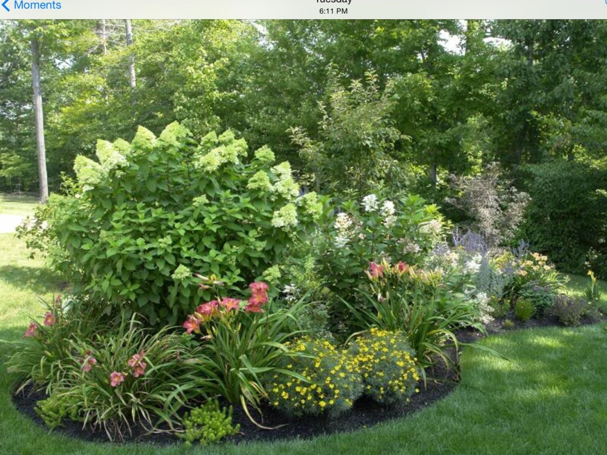 Миксбордер с гортензией метельчатой