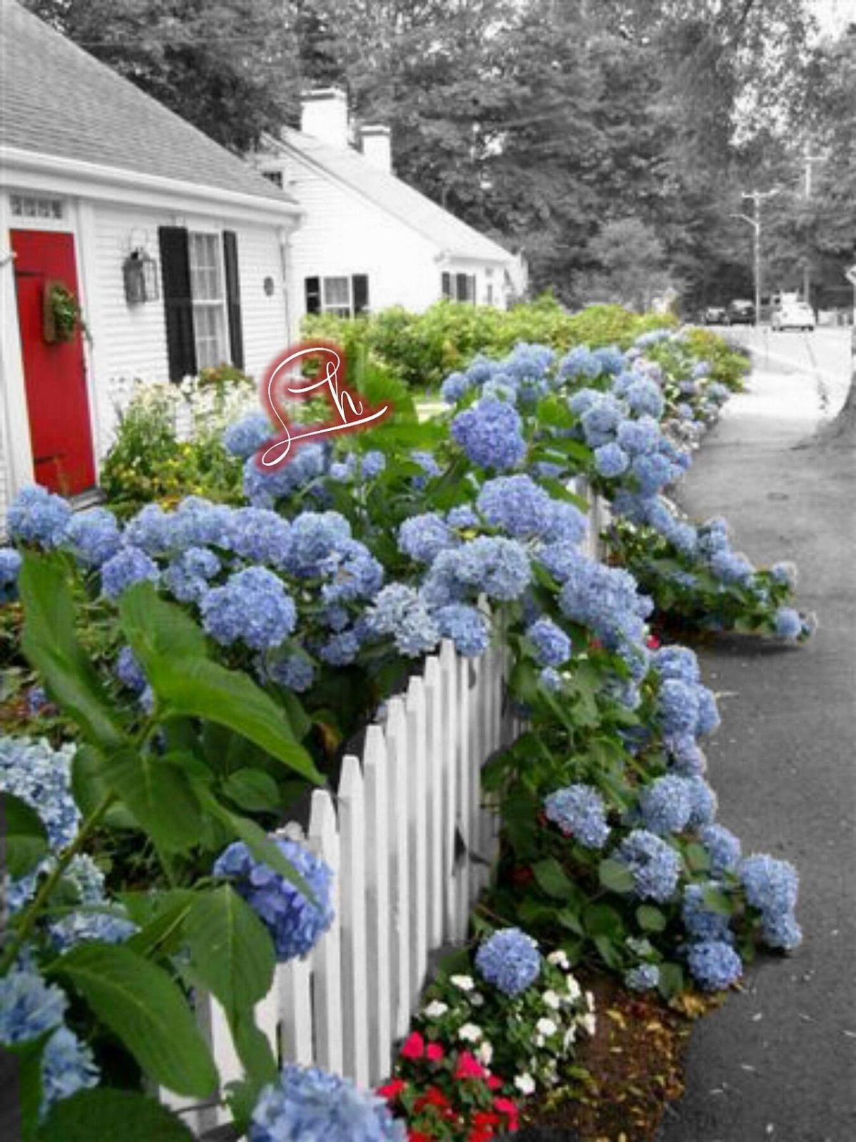 Гортензия черешковая синяя