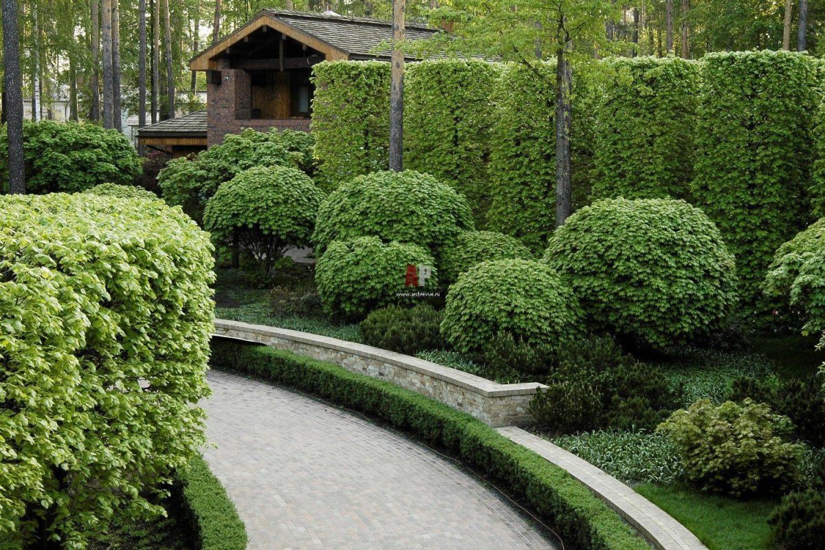 Можжевельник самшит кизильник