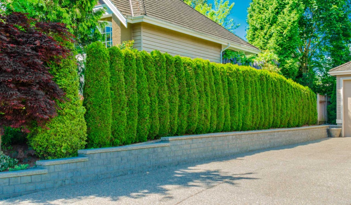 Туя Западная Брабант Живая изгородь