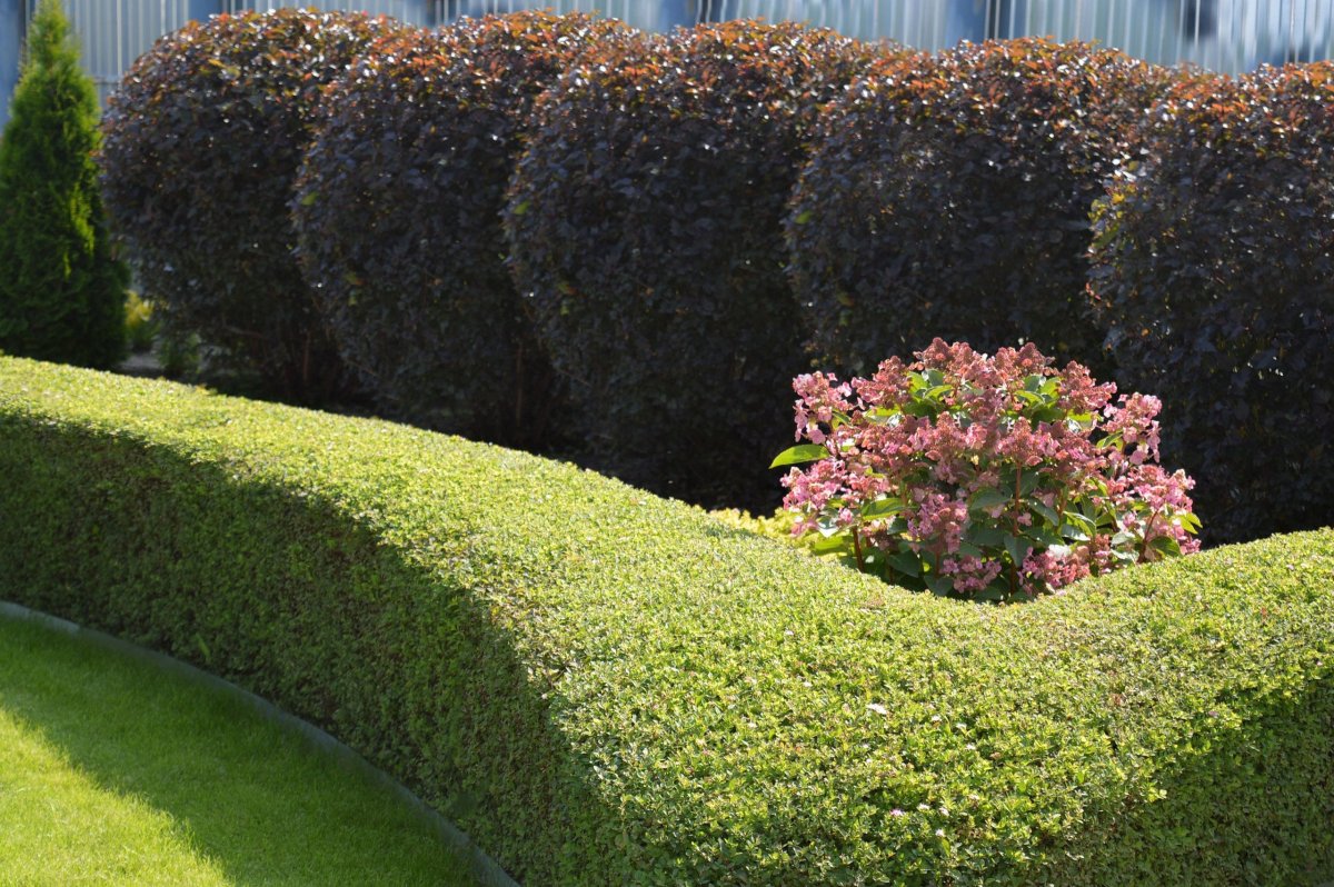 Спирея Голдфлейм Живая изгородь