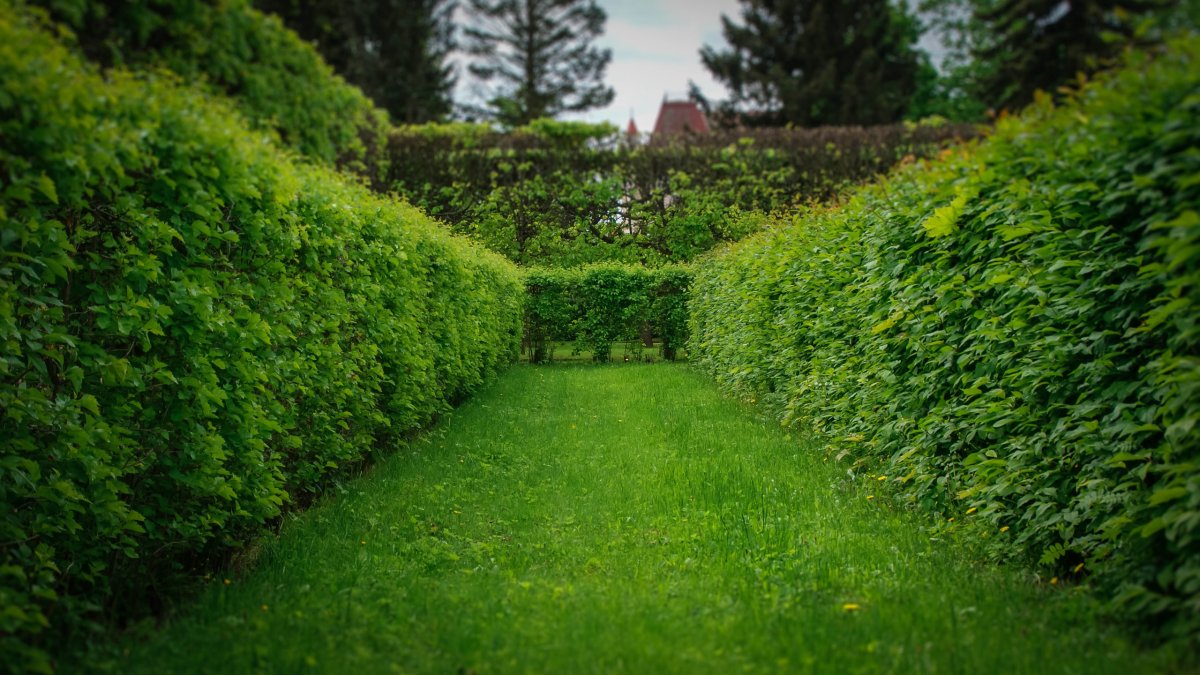 Лабиринт Живая изгородь