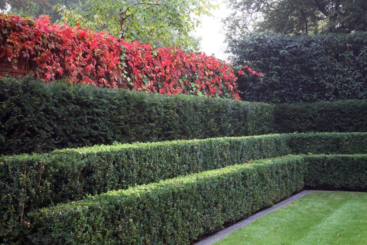 Кизильник Живая изгородь