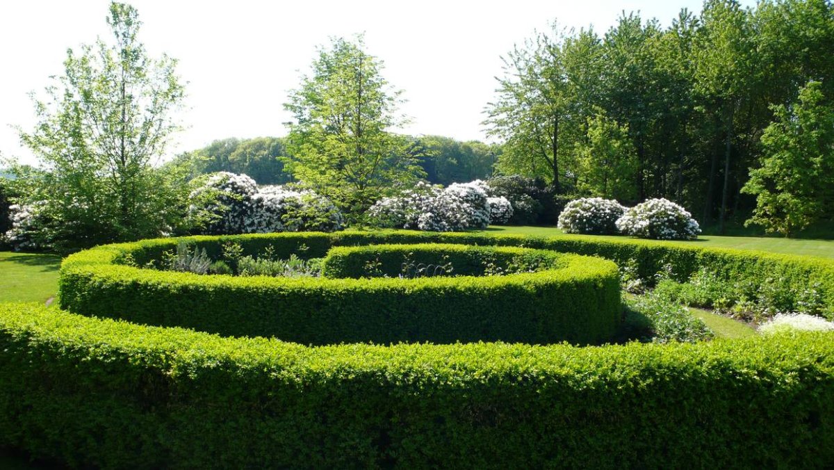 Кизильник блестящий Боскет