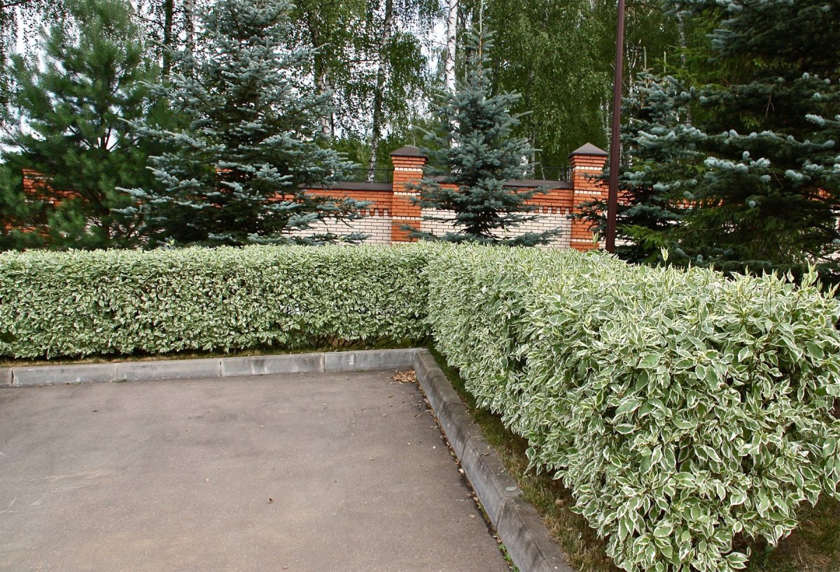 Дерен белый Элегантиссима Живая изгородь