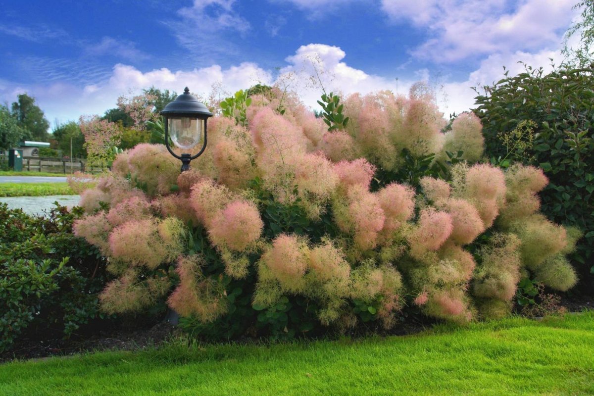Скумпия Кожевенная (Cotinus coggygria `Royal Purple`)