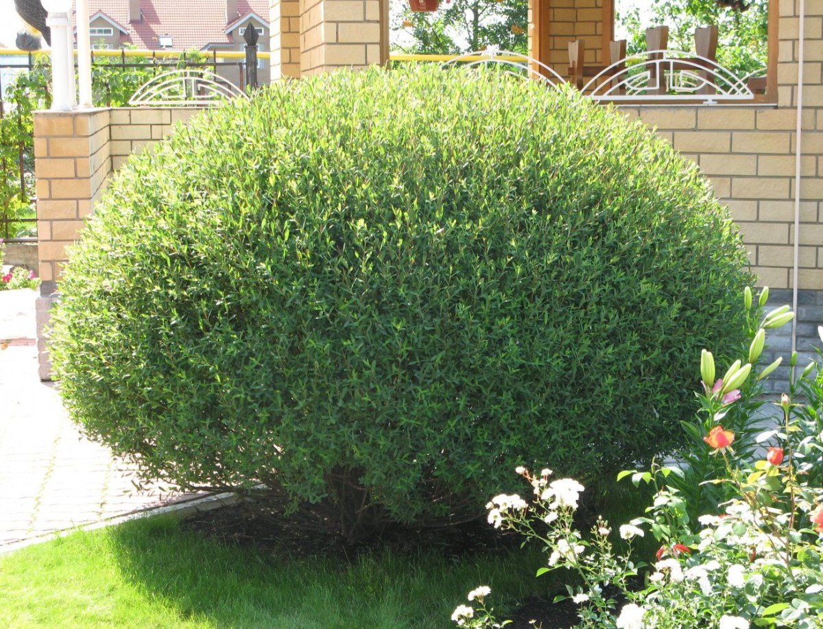 Ива пурпурная Нана Salix purpurea Nana