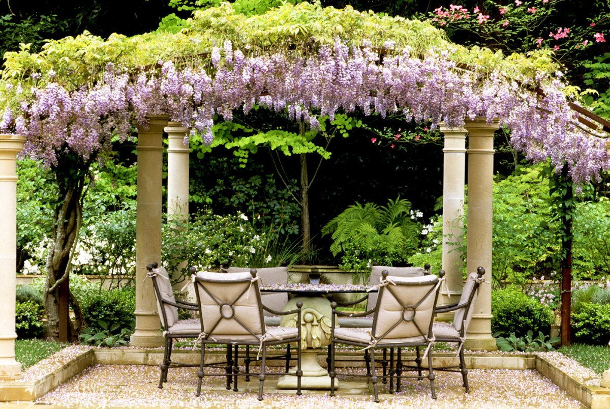 Wisteria sinensis Глициния китайская