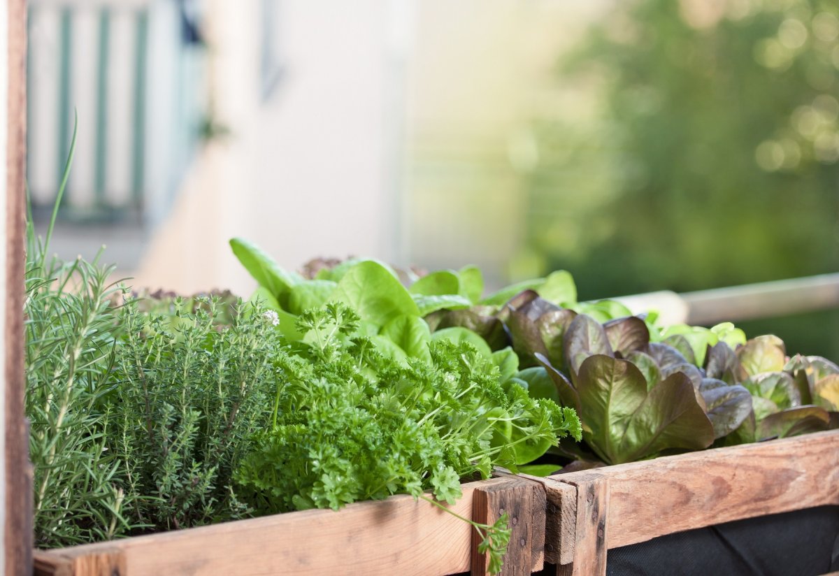 Овощи и зелень на балконе