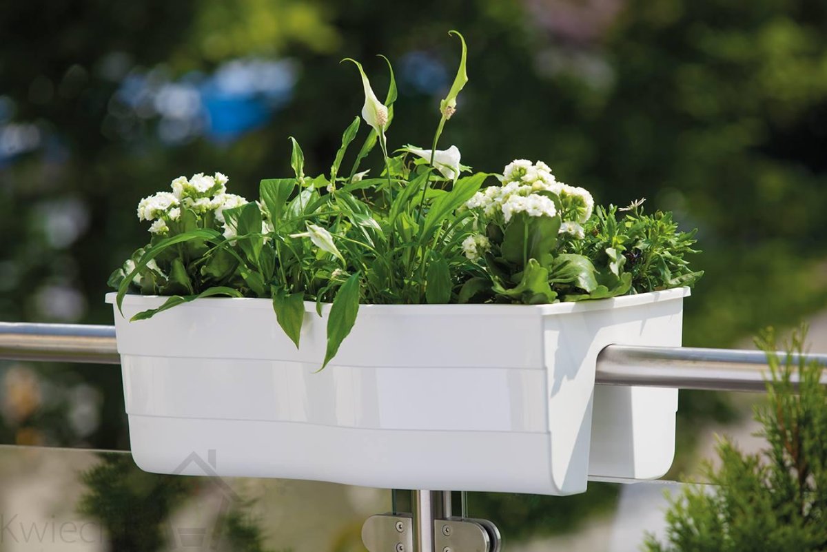 Орхидея в подвесном кашпо