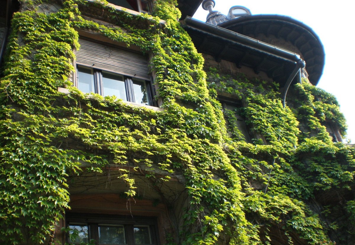 Девичий виноград фитостена