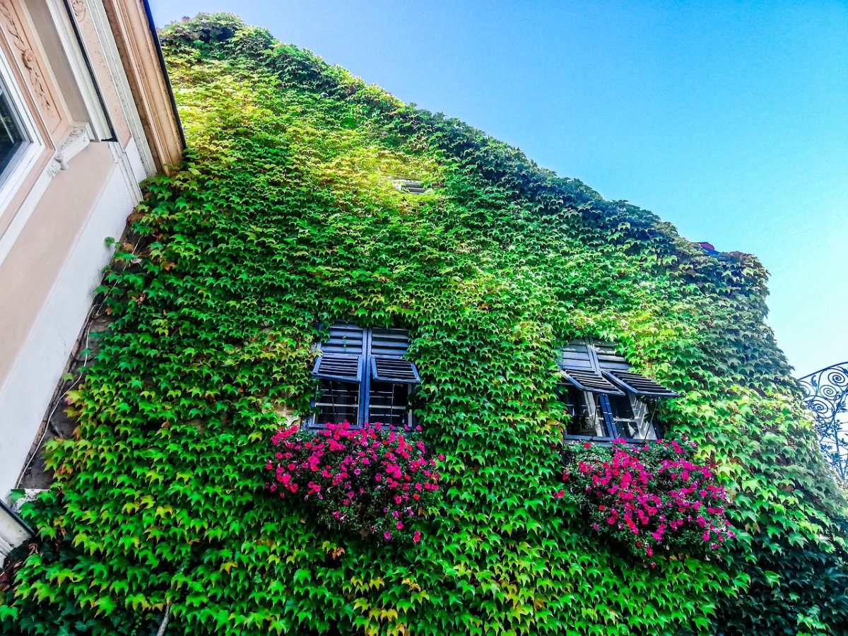 Колонны увитые плющом