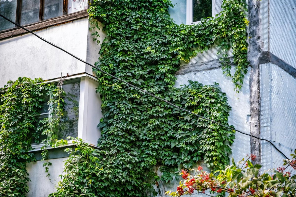 Плющ Лиана