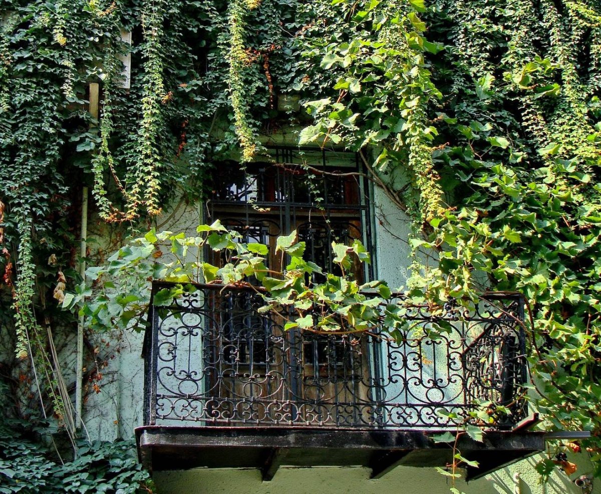 Фитостена Эпипремнум