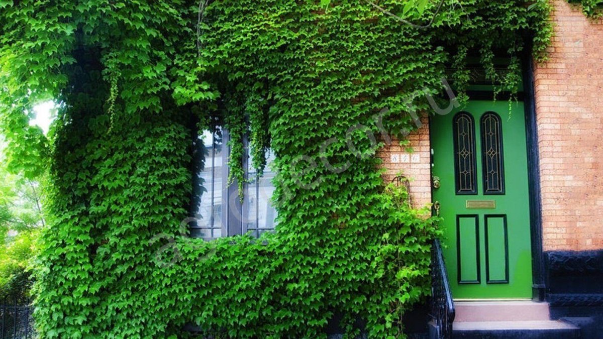 Плющ девичий виноград