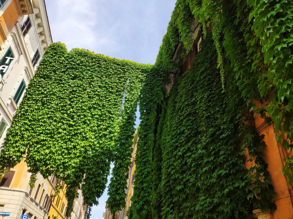 Петуния балкон Джульетты