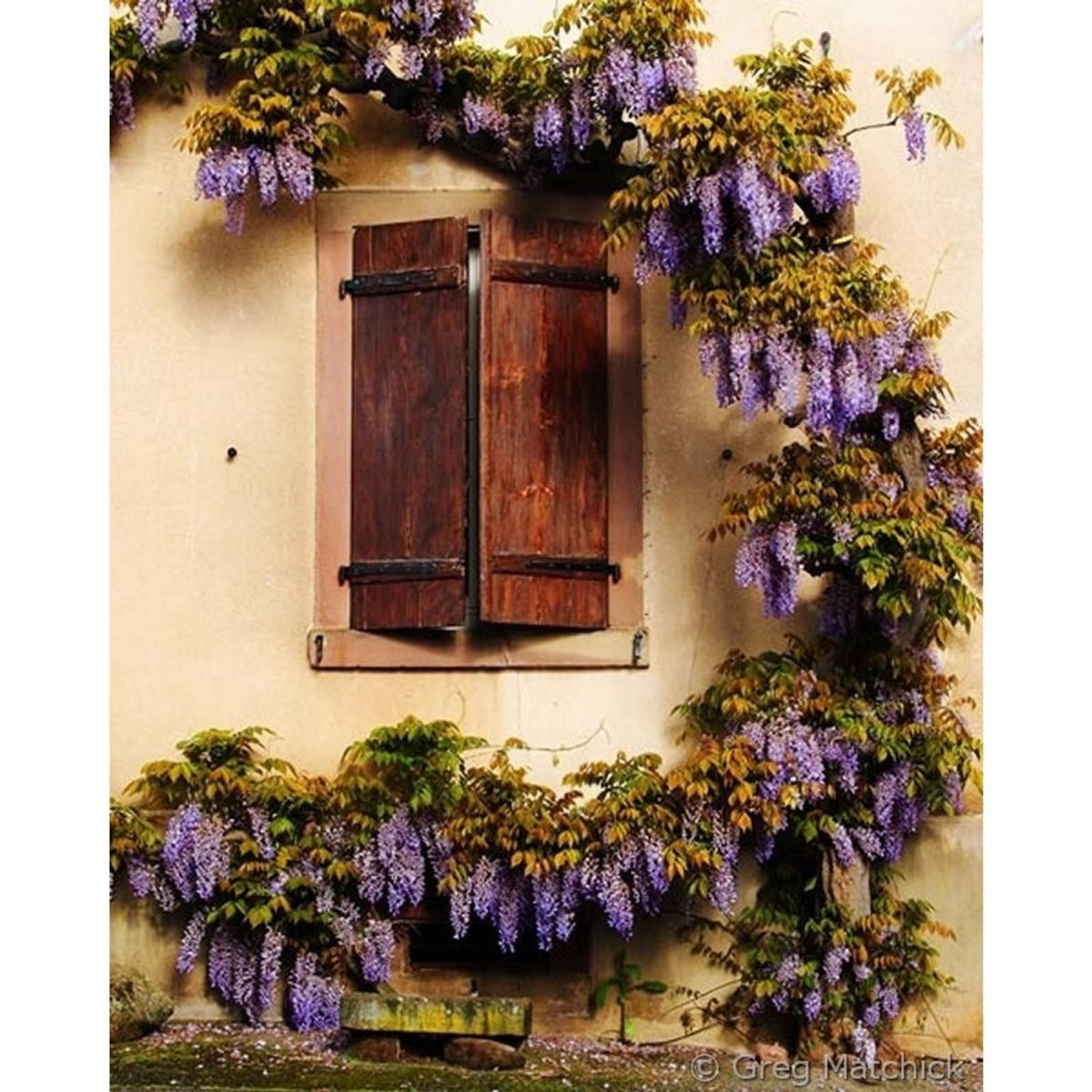 Глициния ампельная