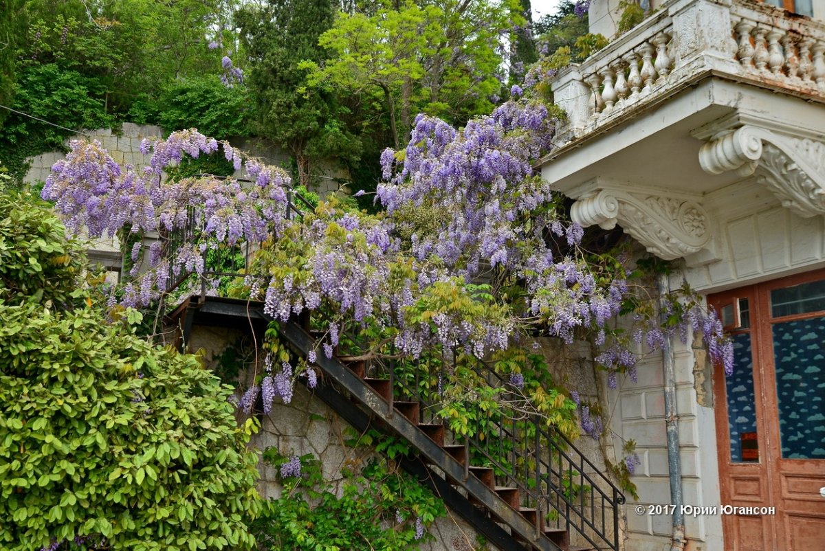 Искусственная Глициния Лиана дерево