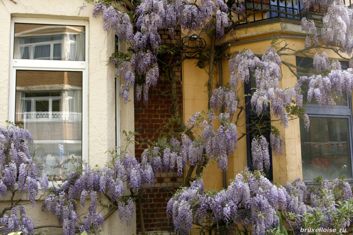 Глициния Дэвид Линч