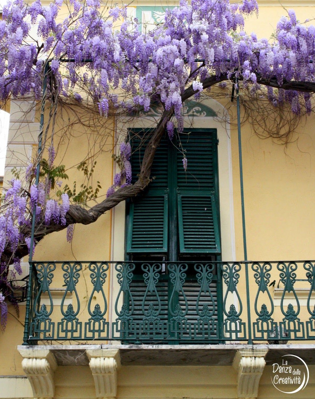 Глициния на опоре