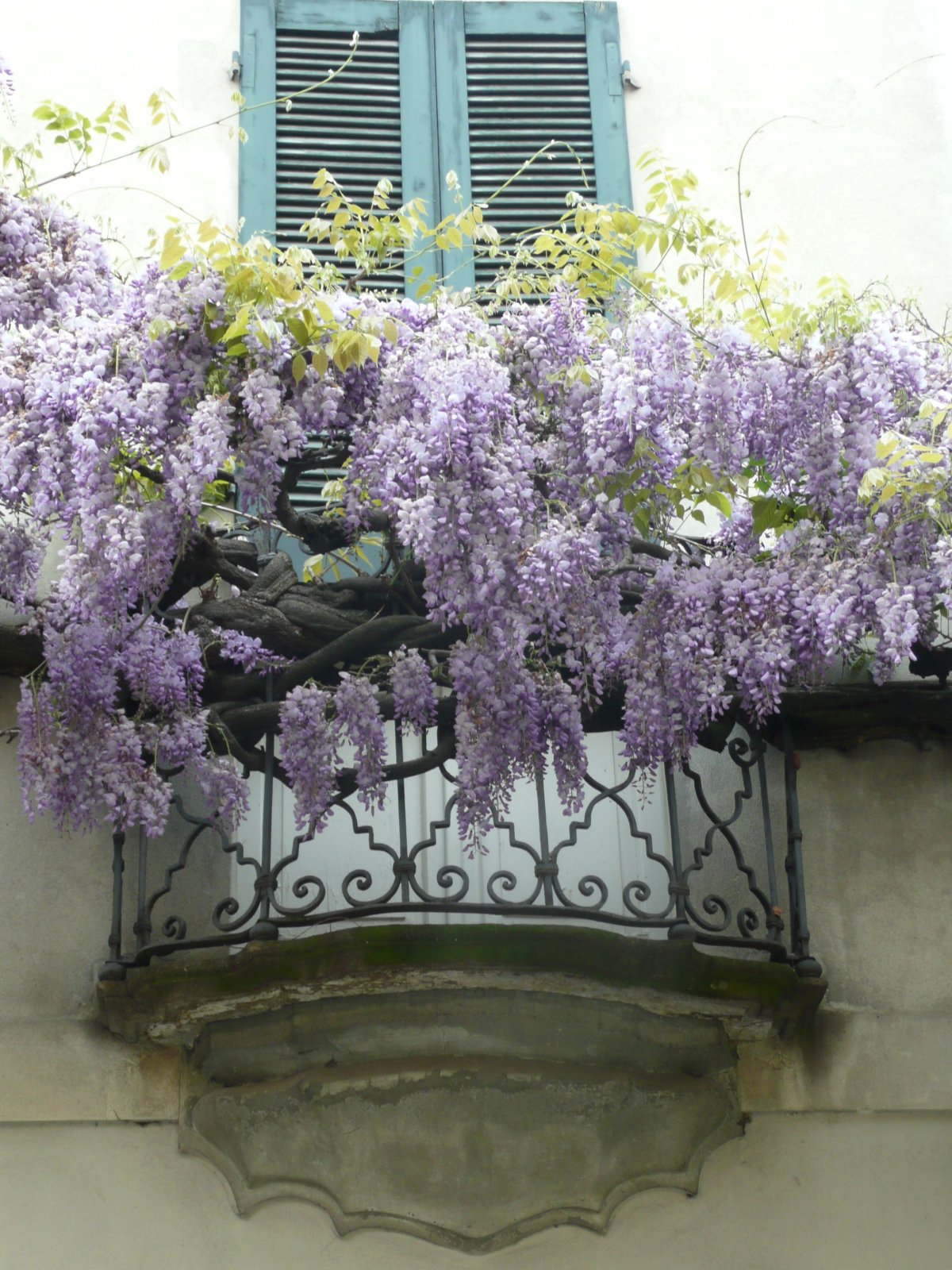 Глициния Италия двор