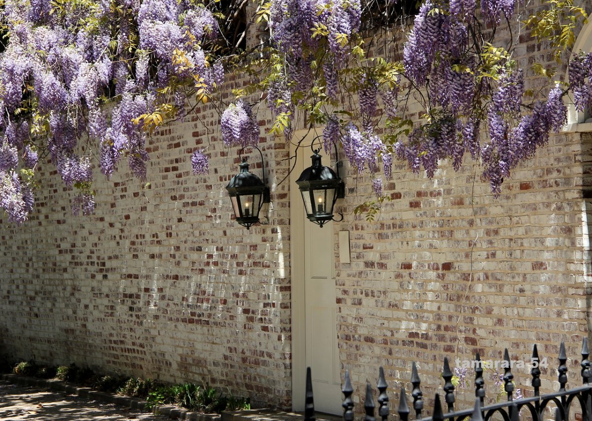 Глициния на заборе