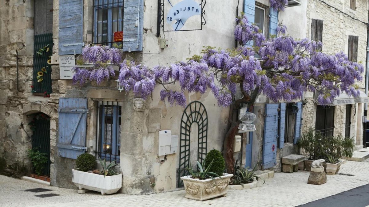 Глициния на перголе