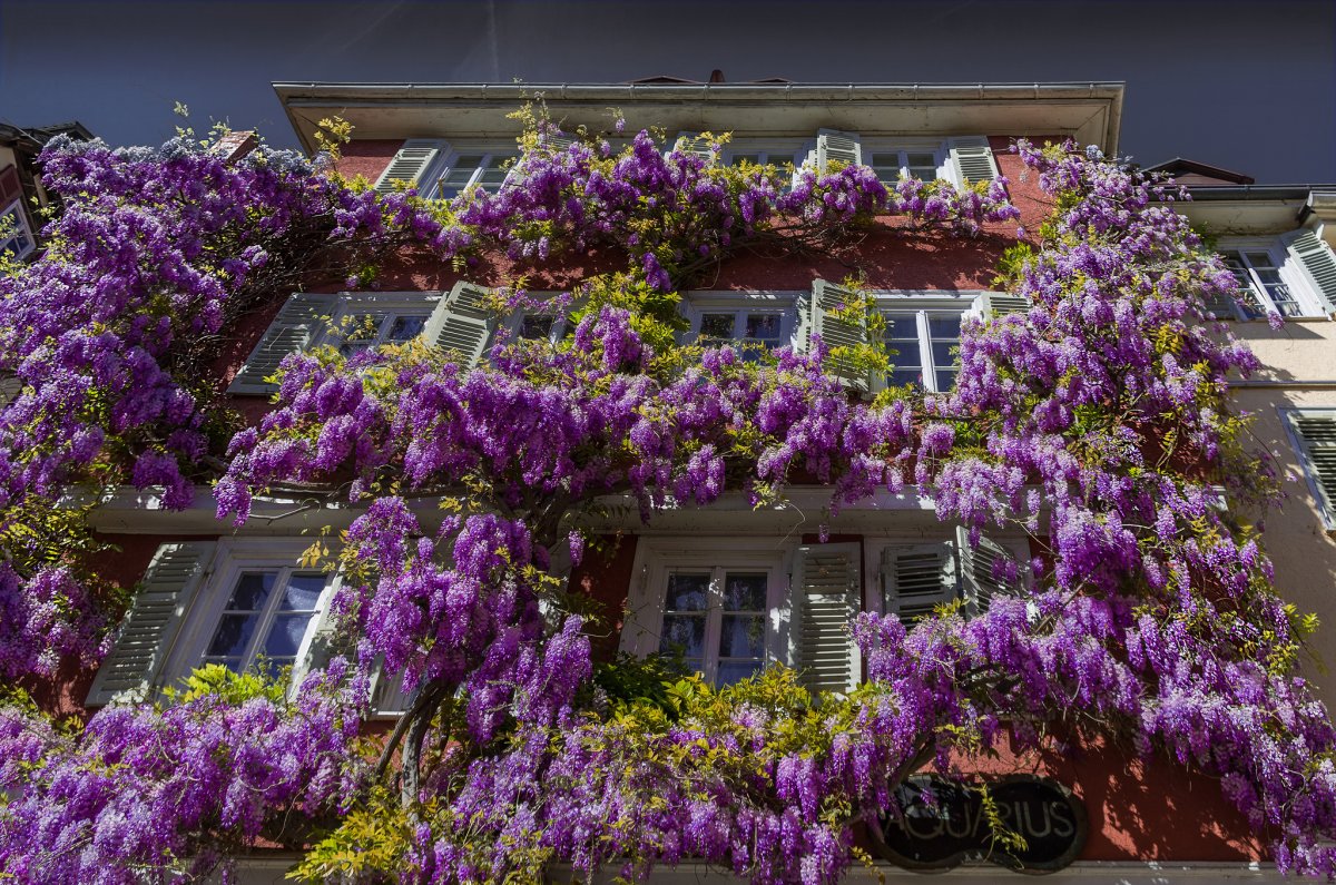 Глициния китайская Блю сапфир