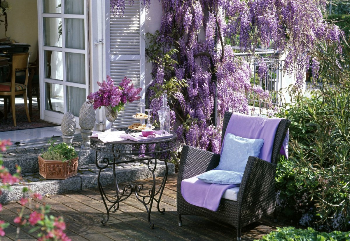 Глициния тумблер