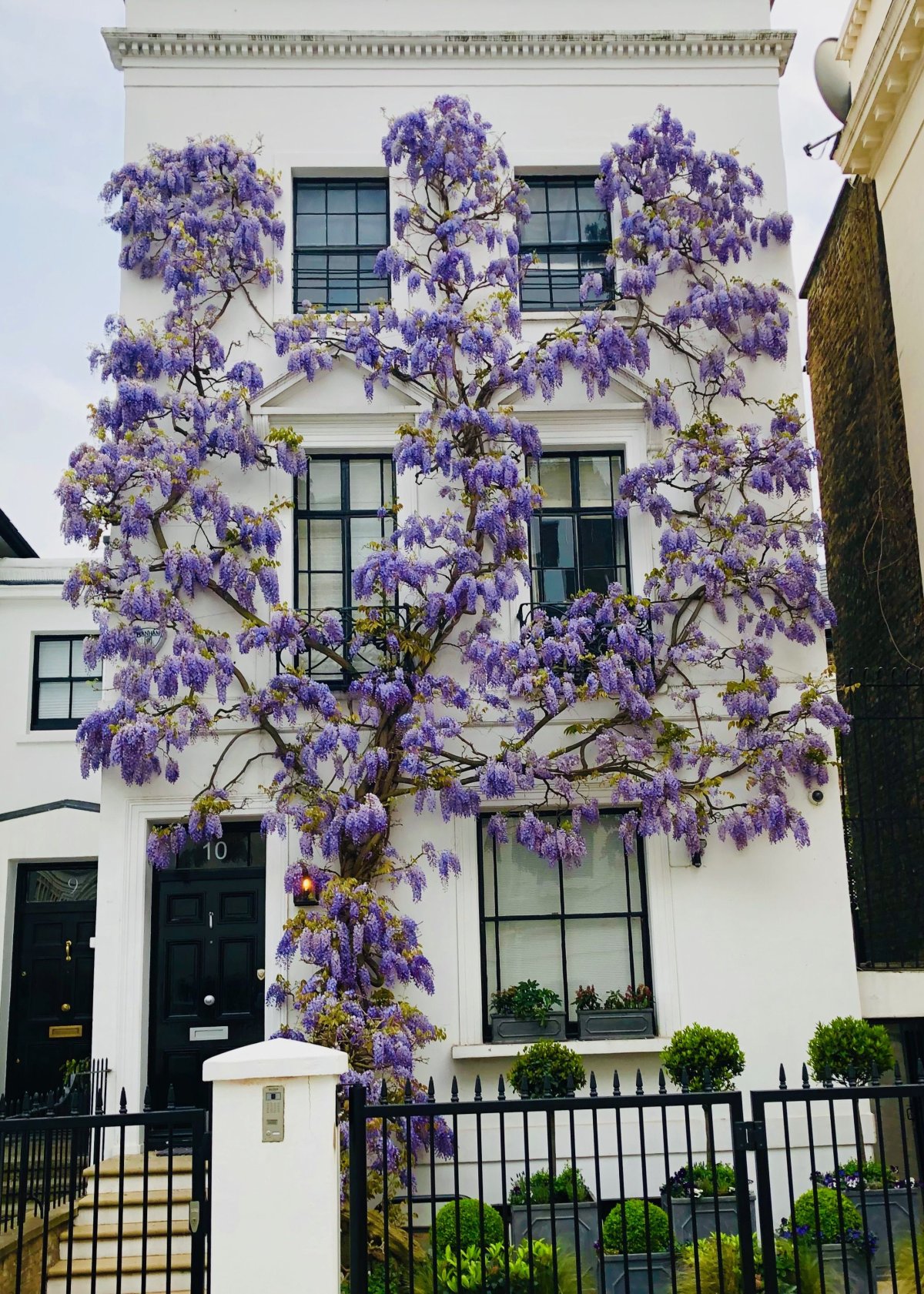 Вистерия древогубец