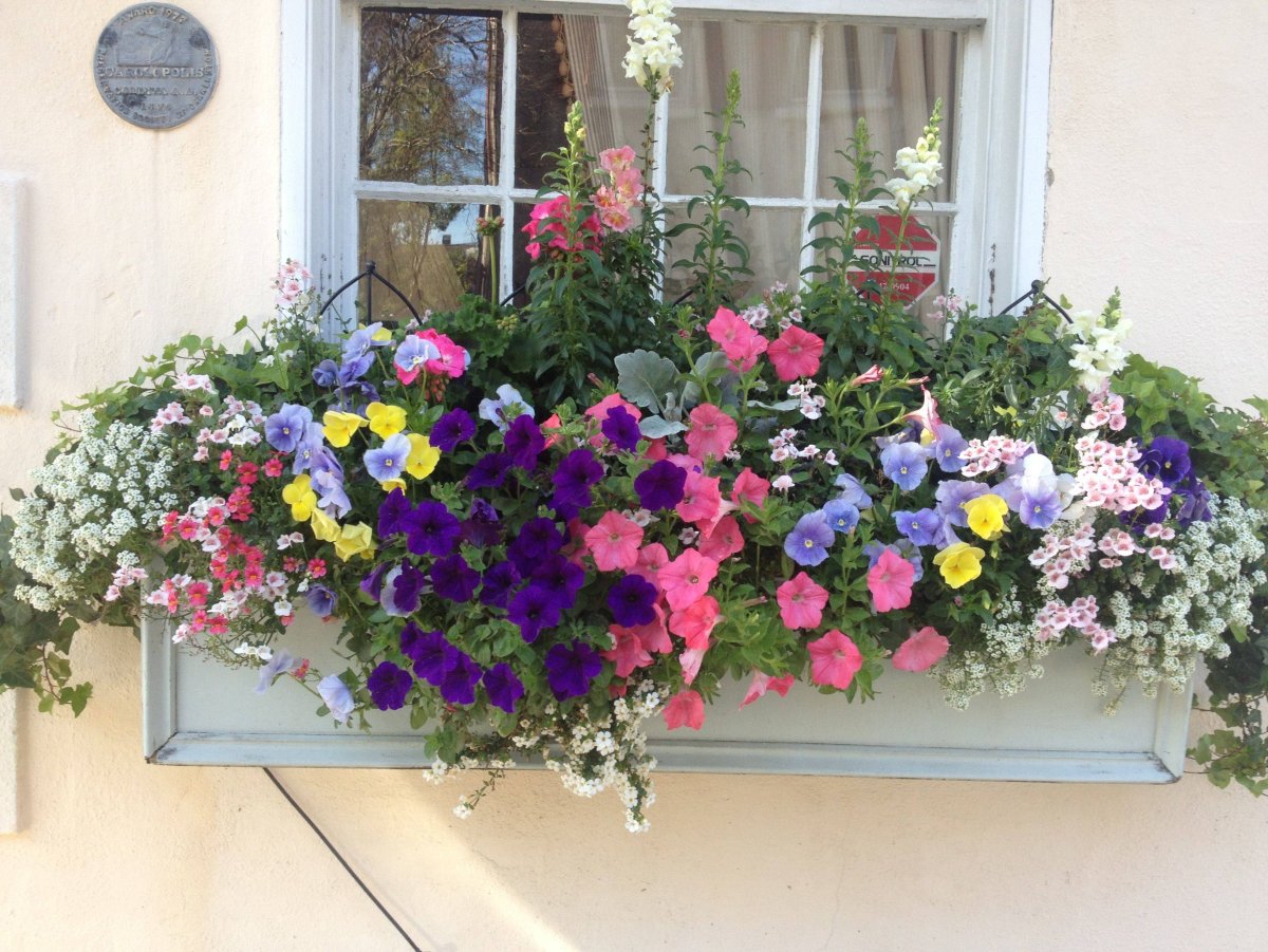 Петуния в балконных ящиках