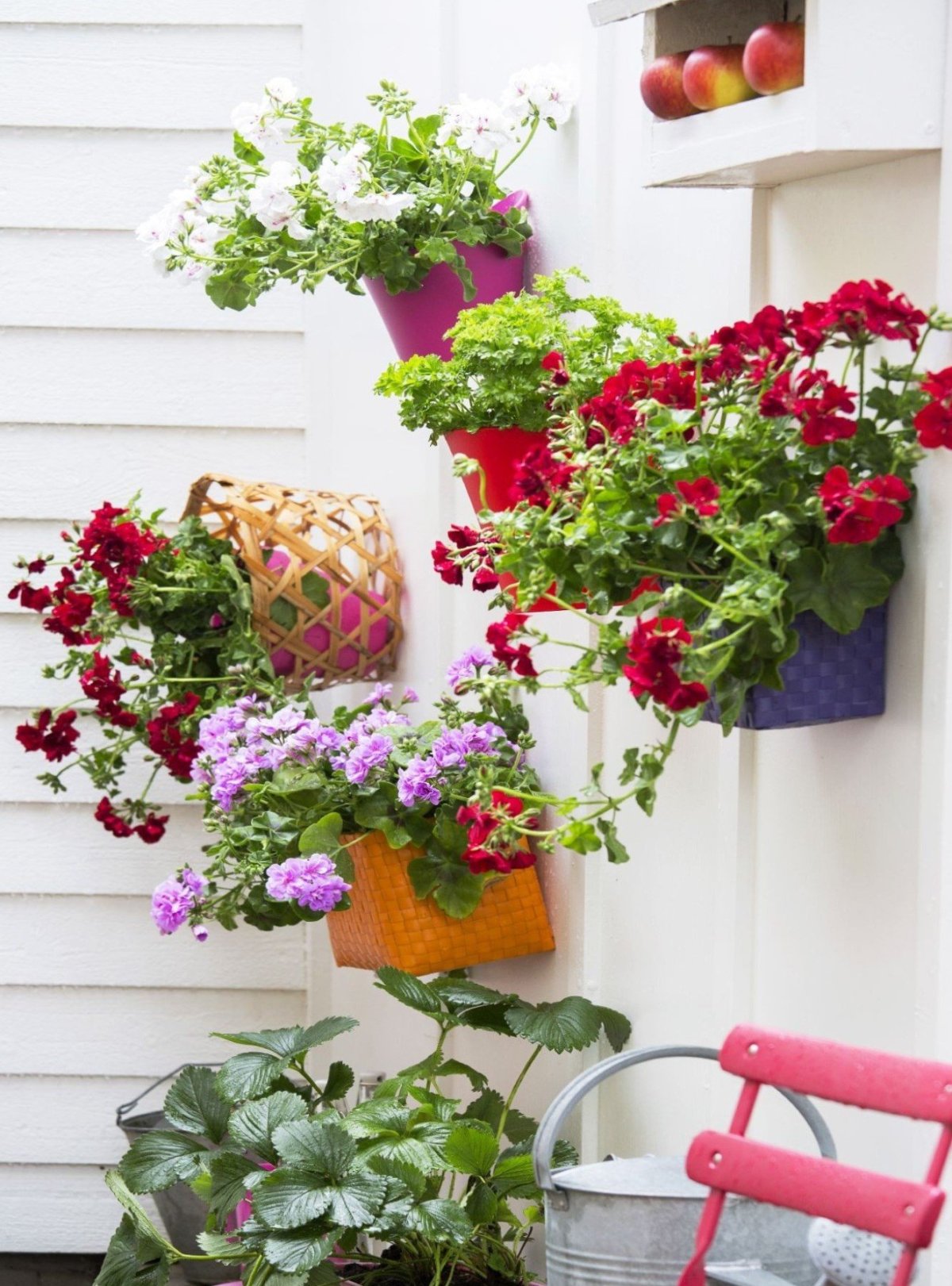 Композиции из герани