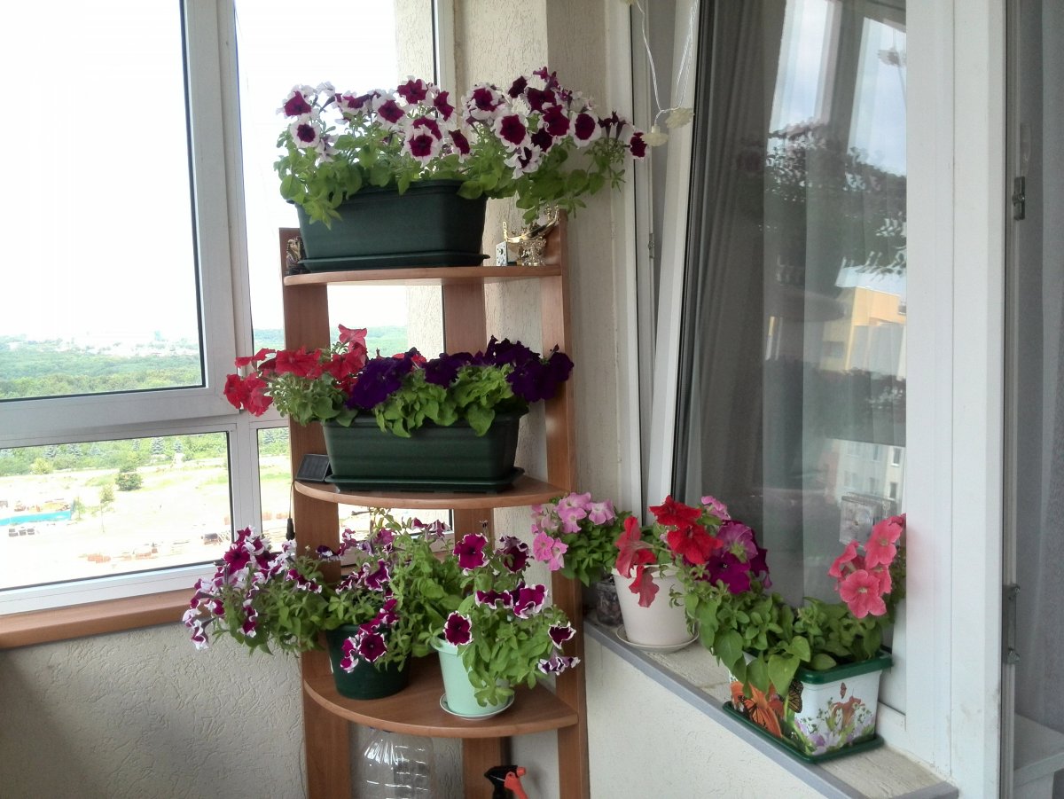 Герань на балконе