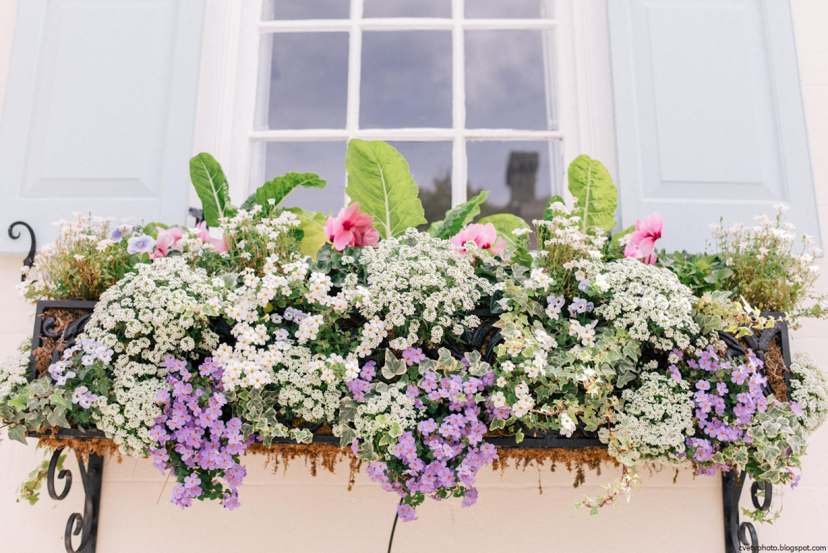 Алиссум в балконных ящиках