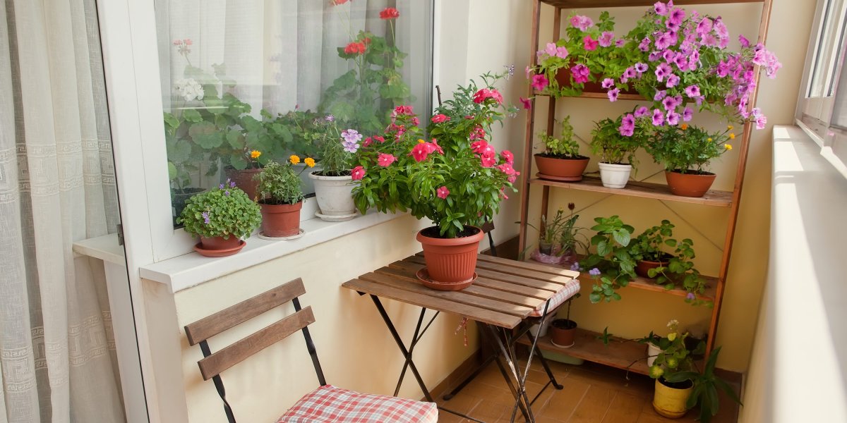 Цветы на балконе